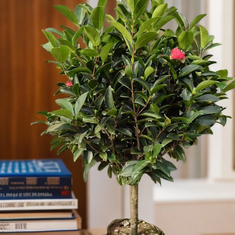 四季茶花四季循环开花摆件耐寒四季常青可盆栽地栽红色大花重瓣