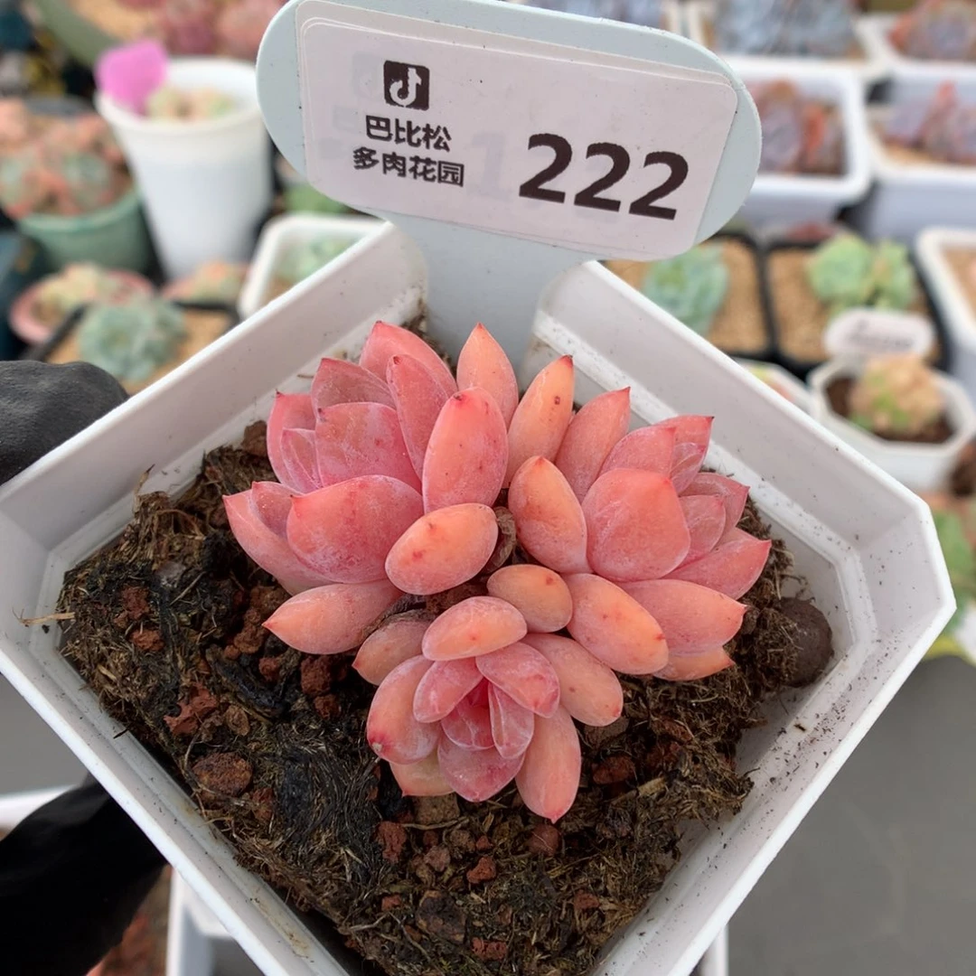 222 雪天使 多肉