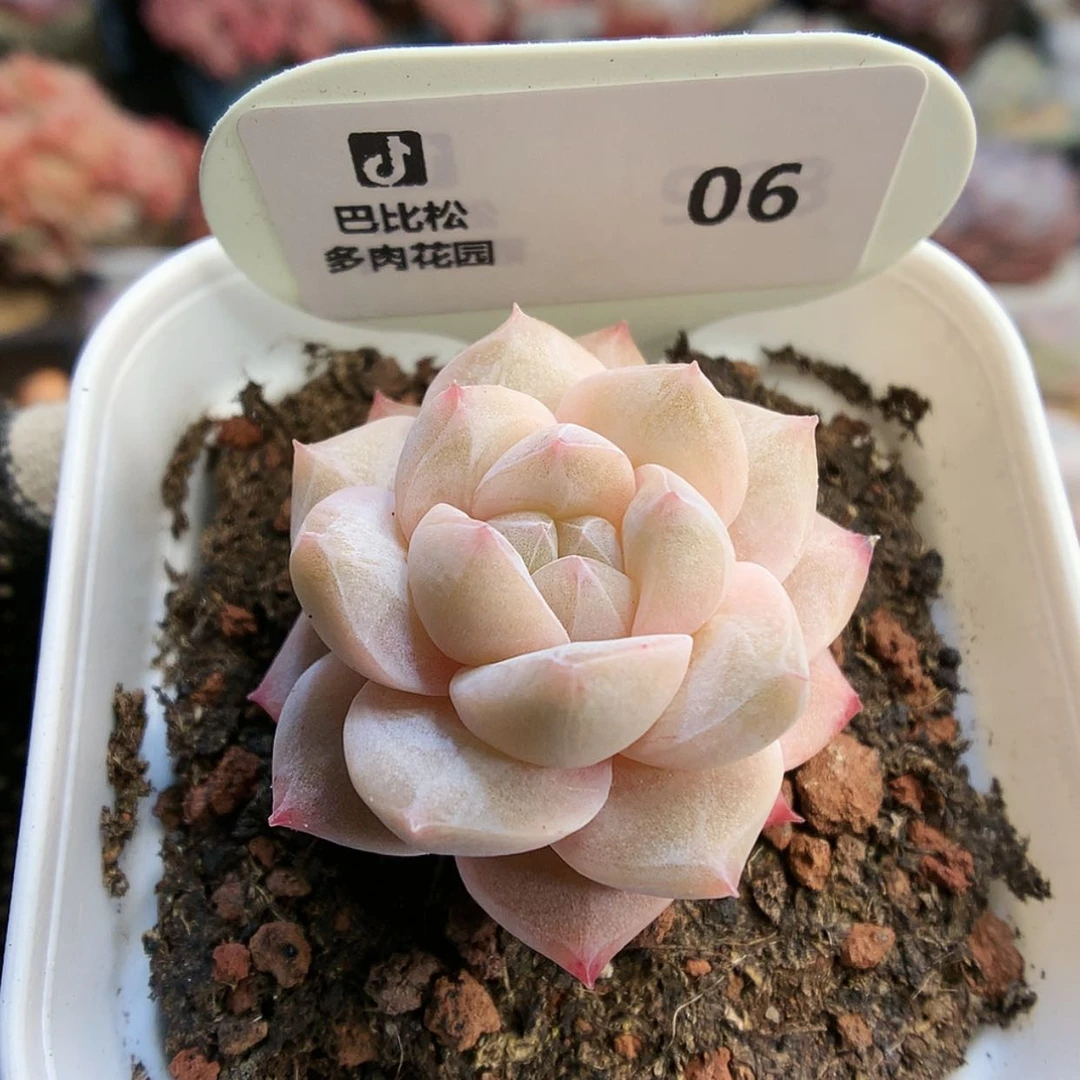 【闪购商品】06粉钻