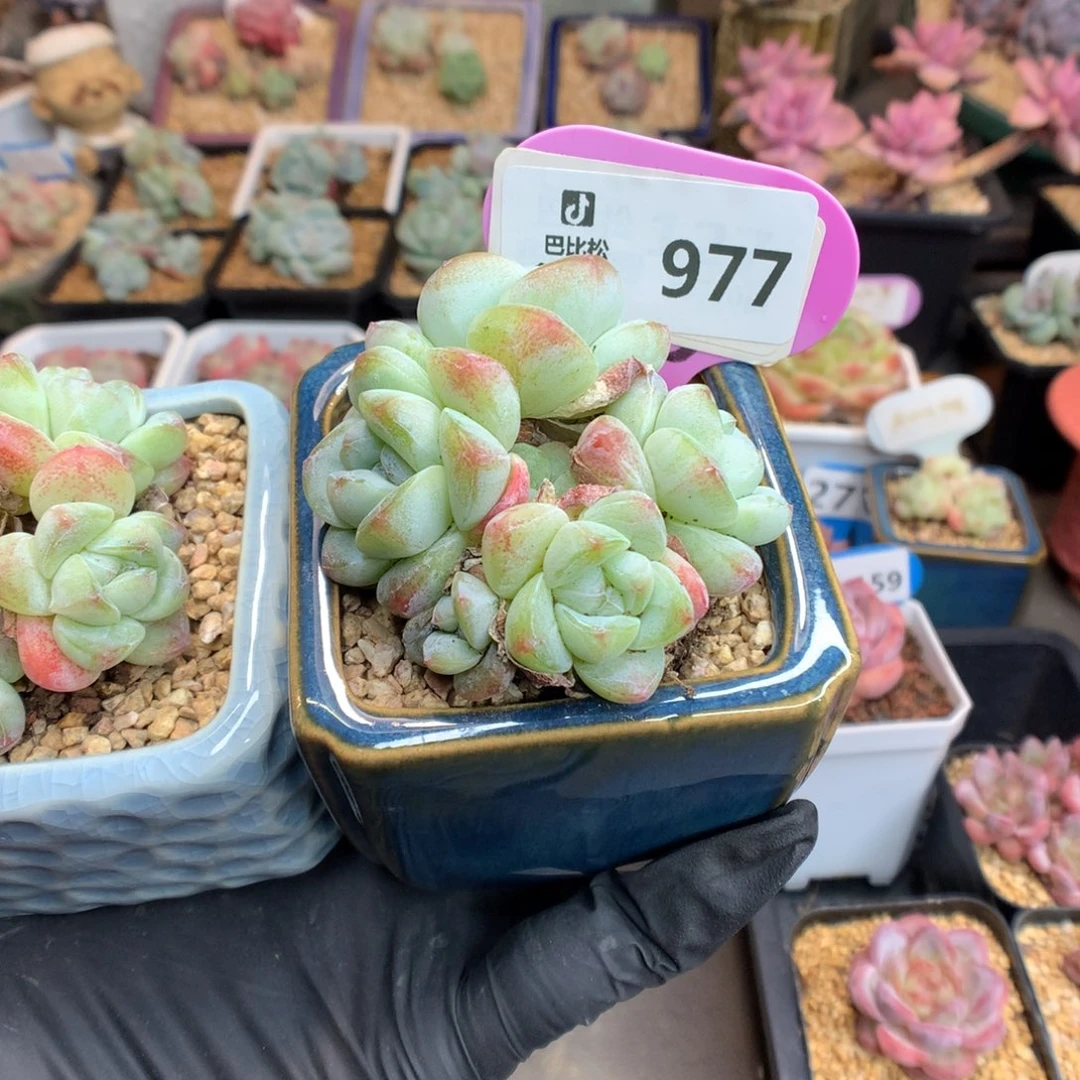 用****9977 樱花冰玉 多肉