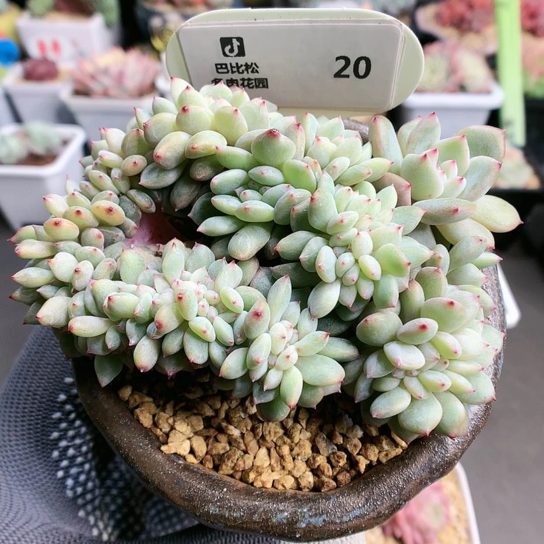 【闪购商品】西*～20雪天使缀带盆