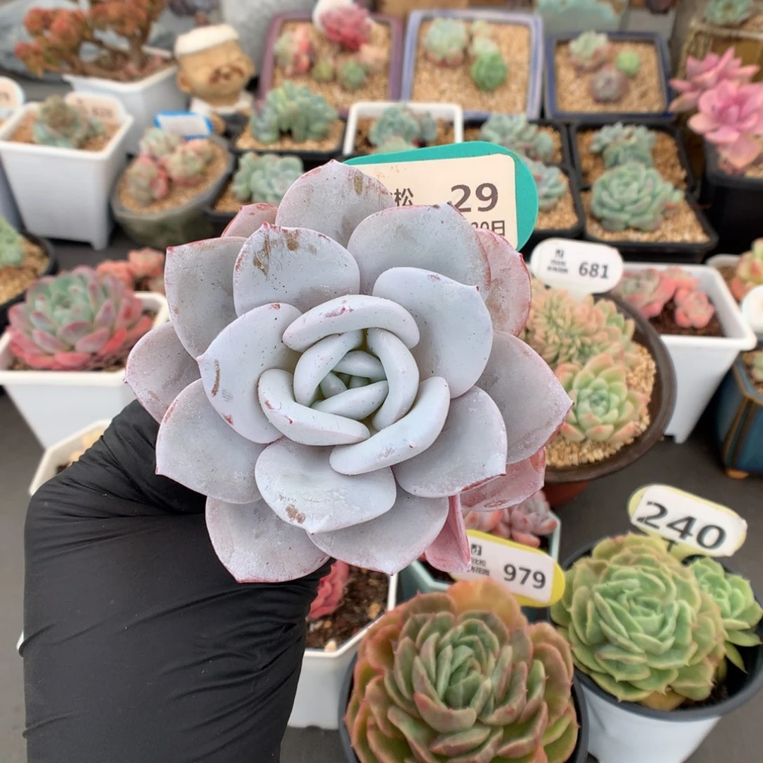 29 老桩雪莲 多肉