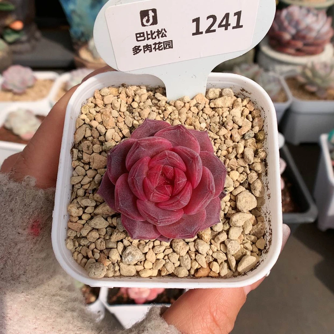 【闪购商品】M****?1241琥珀