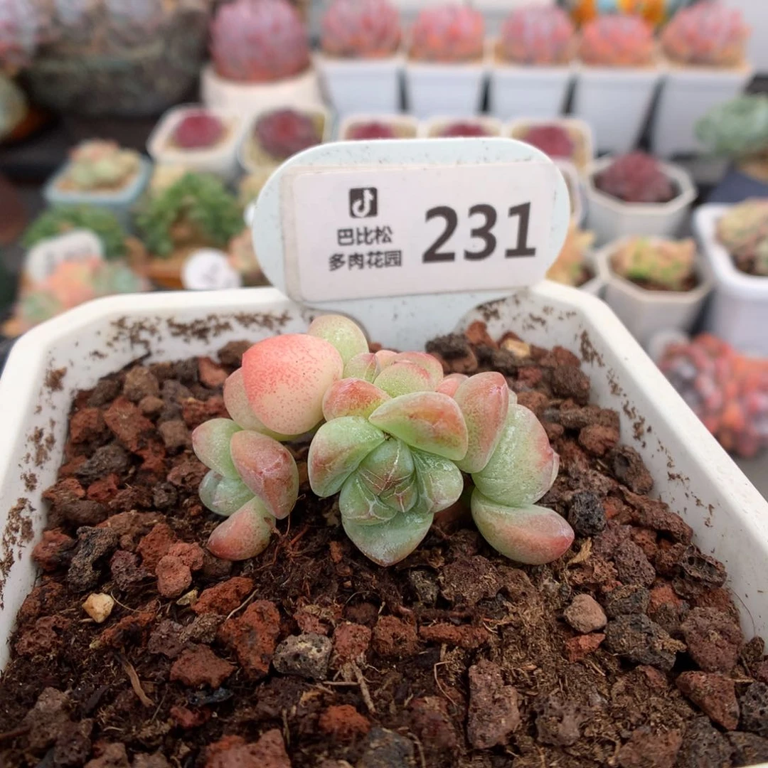 231 樱花心钻石冰玉 多肉