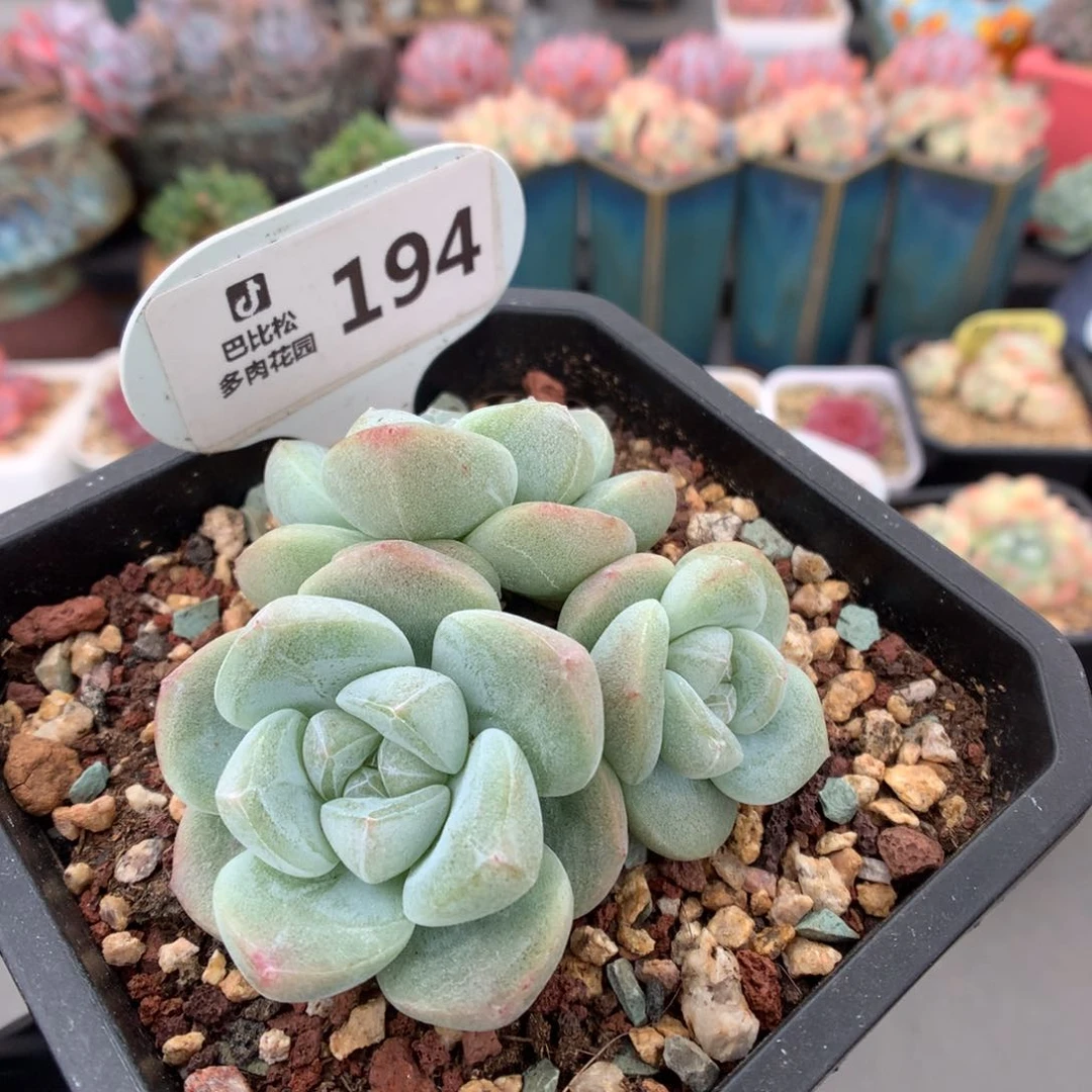 194 翡翠冰玉 多肉