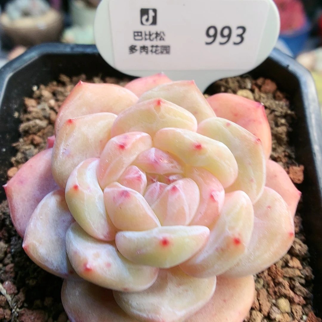 【闪购商品】993粉星影