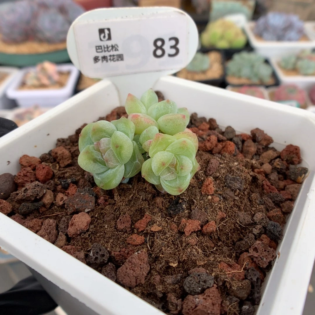 83 钻石冰玉多肉