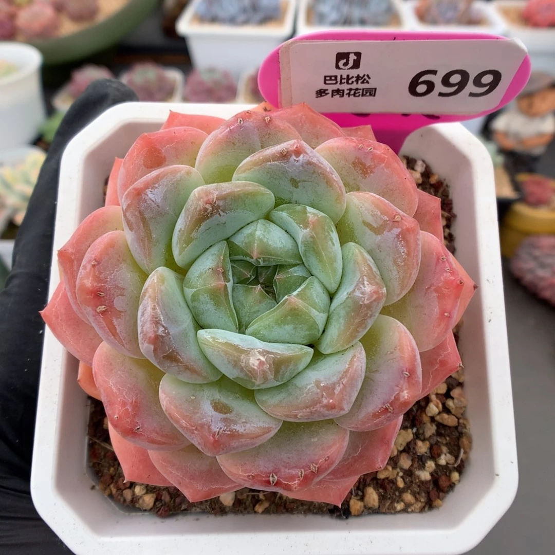 689 糖心b06 多肉