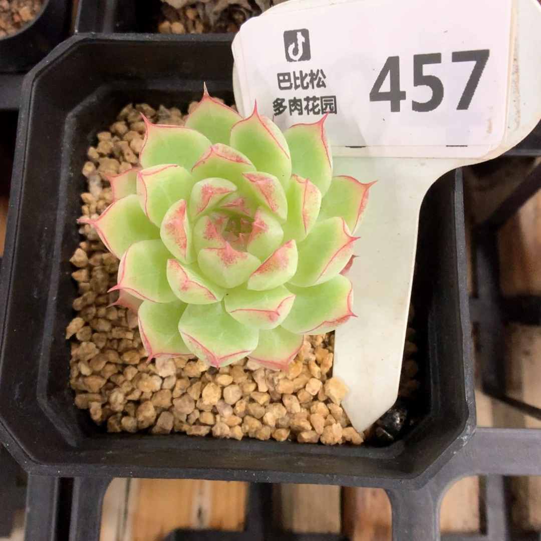 457 边线麦秆 多肉