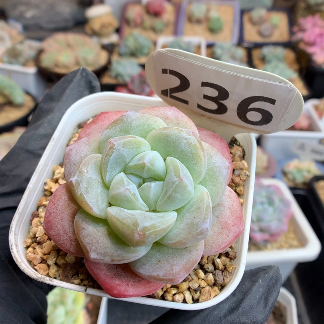 太*?236 冰玉石化多肉