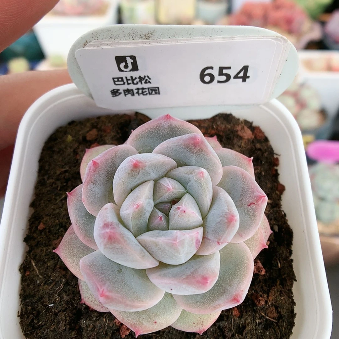 【闪购商品】654粉钻