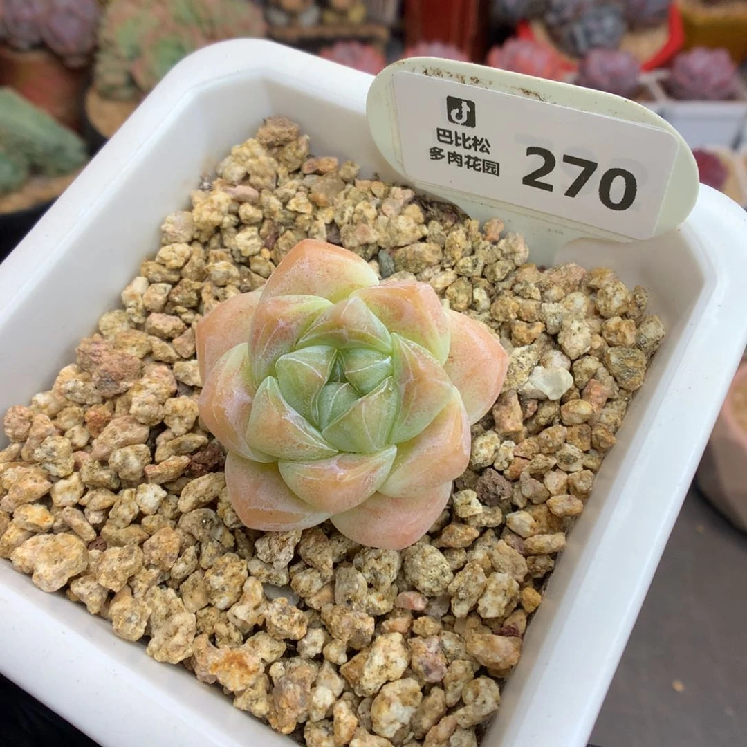 平****主270 琥珀冰玉 多肉