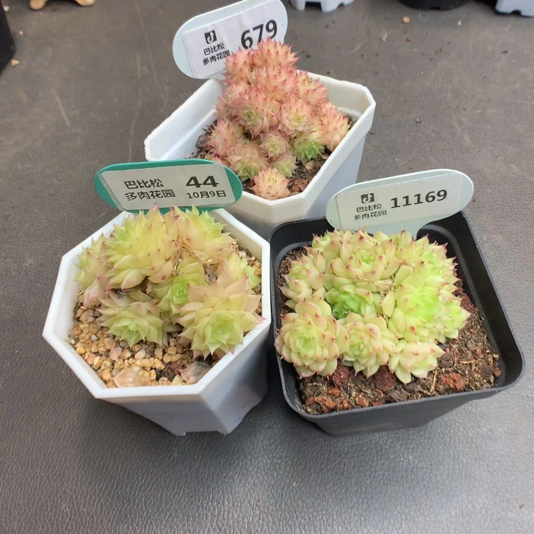 ?*?679-44-11169 三颗麦杆 多肉