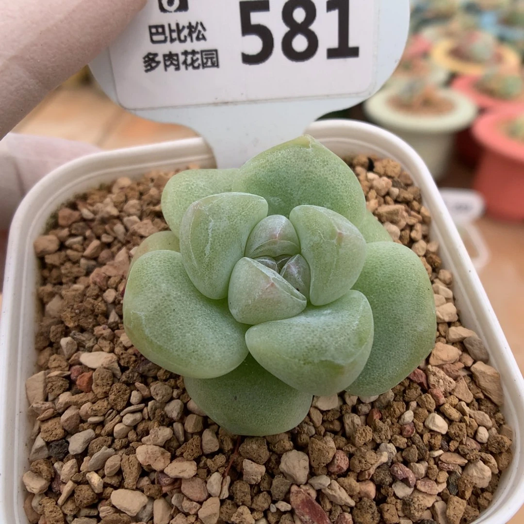 581冰玉珍妮多肉植物