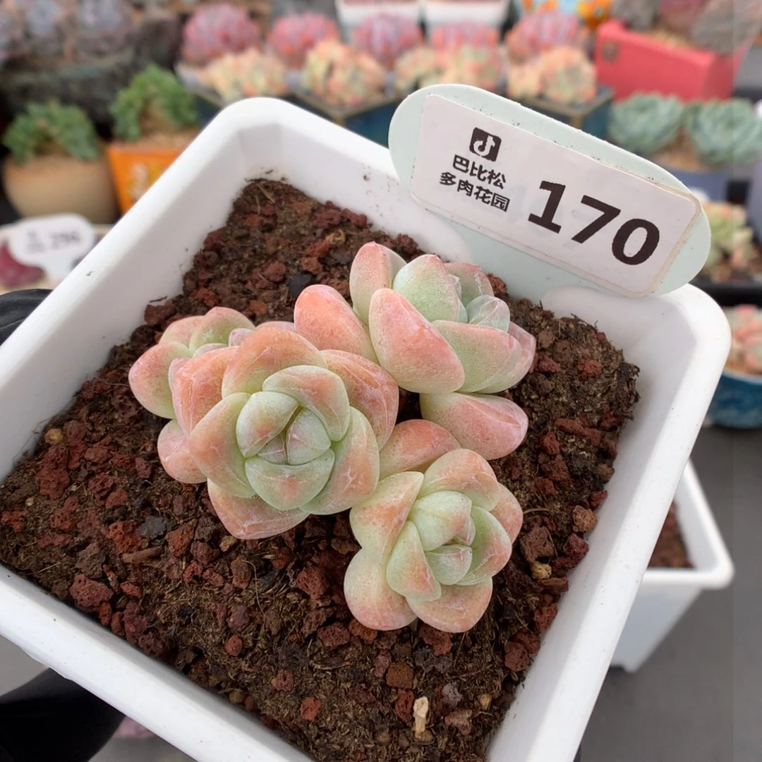 170 奶油冰玉 多肉