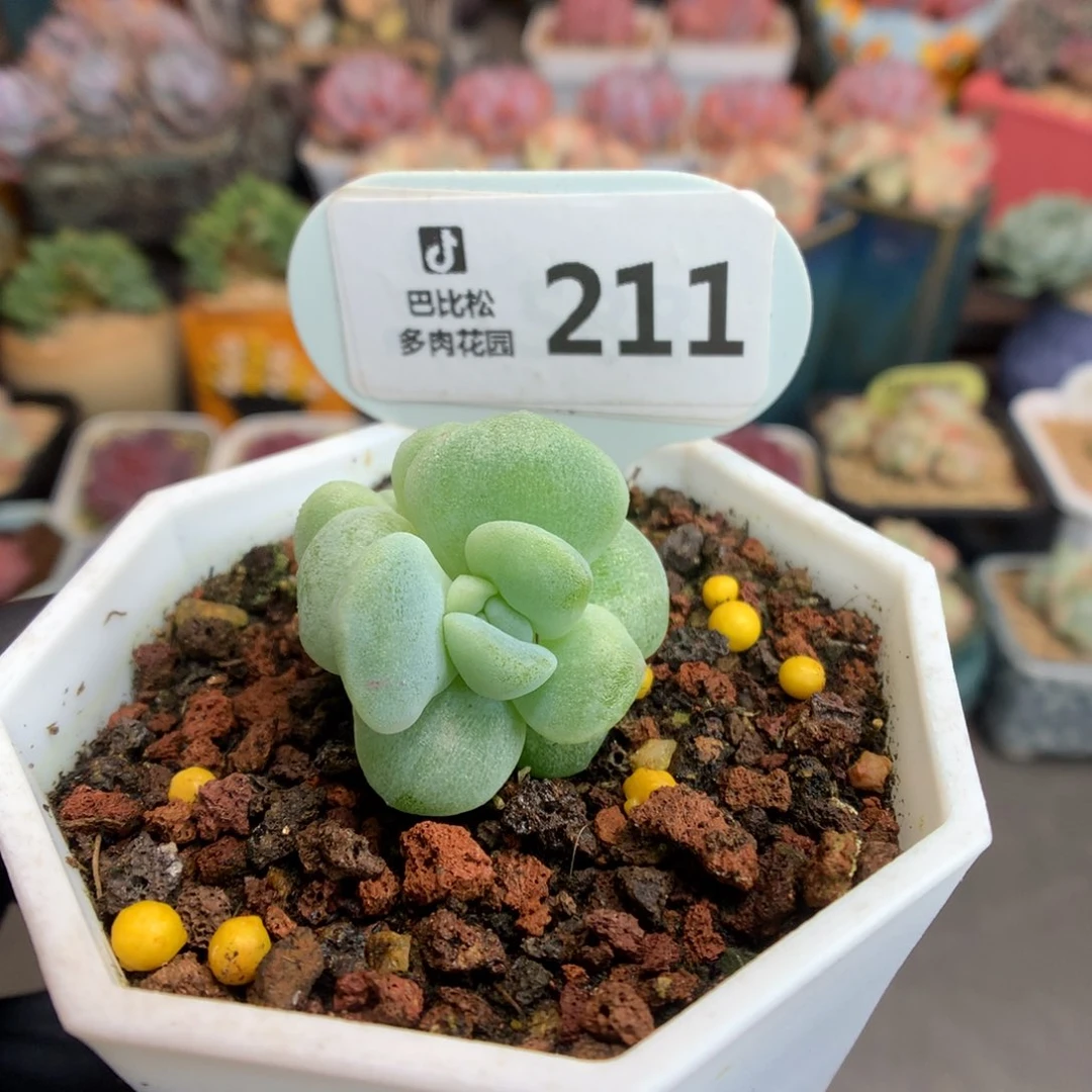 211 冰玉石化 多肉