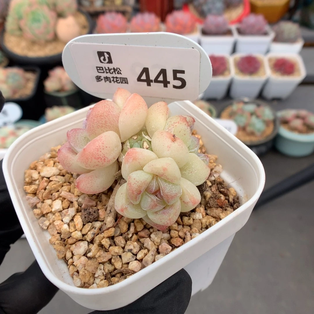 445 粉糖心冰玉