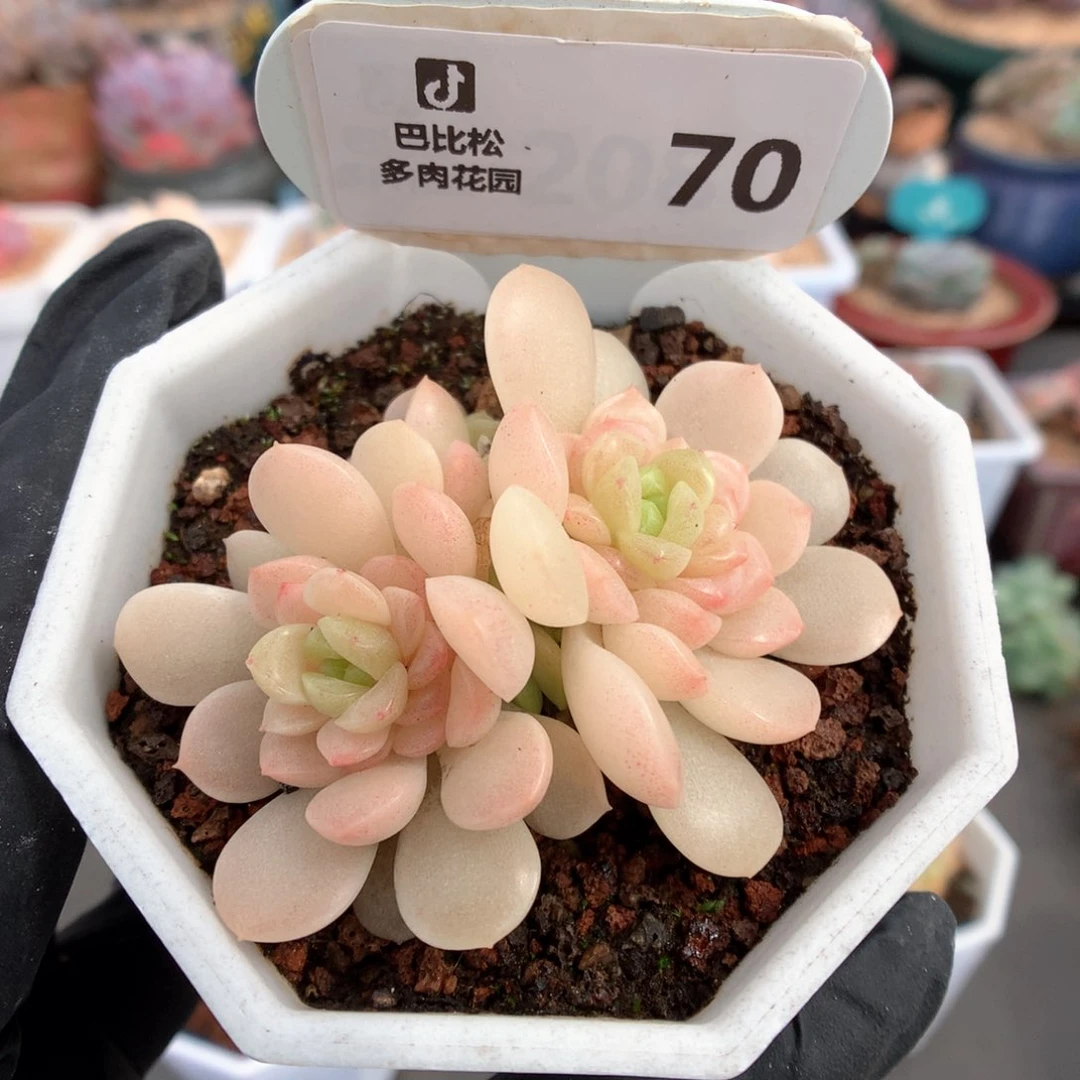 70 灯泡叶麦杆 多肉