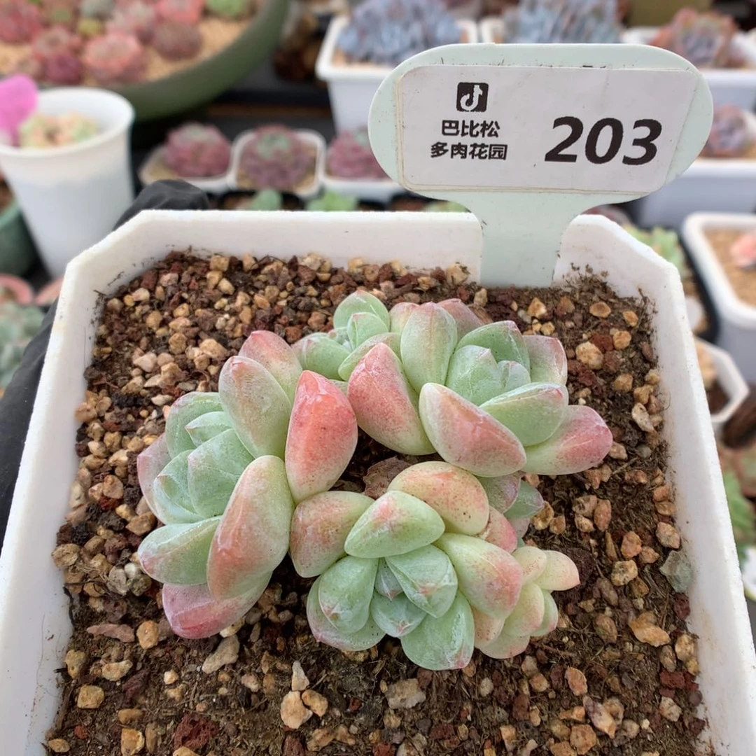 203 特价冰玉 多肉