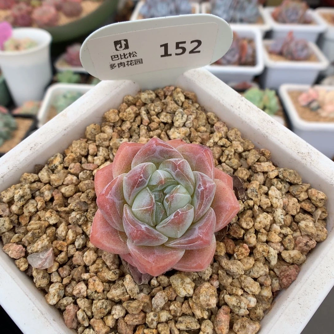 152 草莓冰玉 多肉