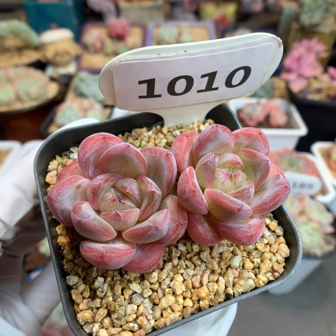 1010 双头星星珍妮 多肉