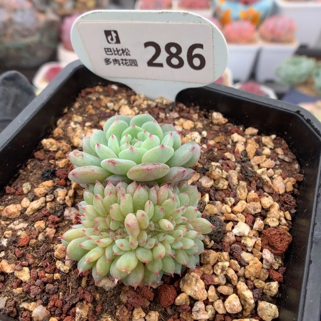 286 白胖子缀 多肉