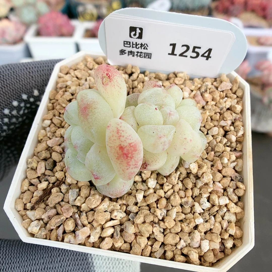 【闪购商品】众**甜1254冰玉石化
