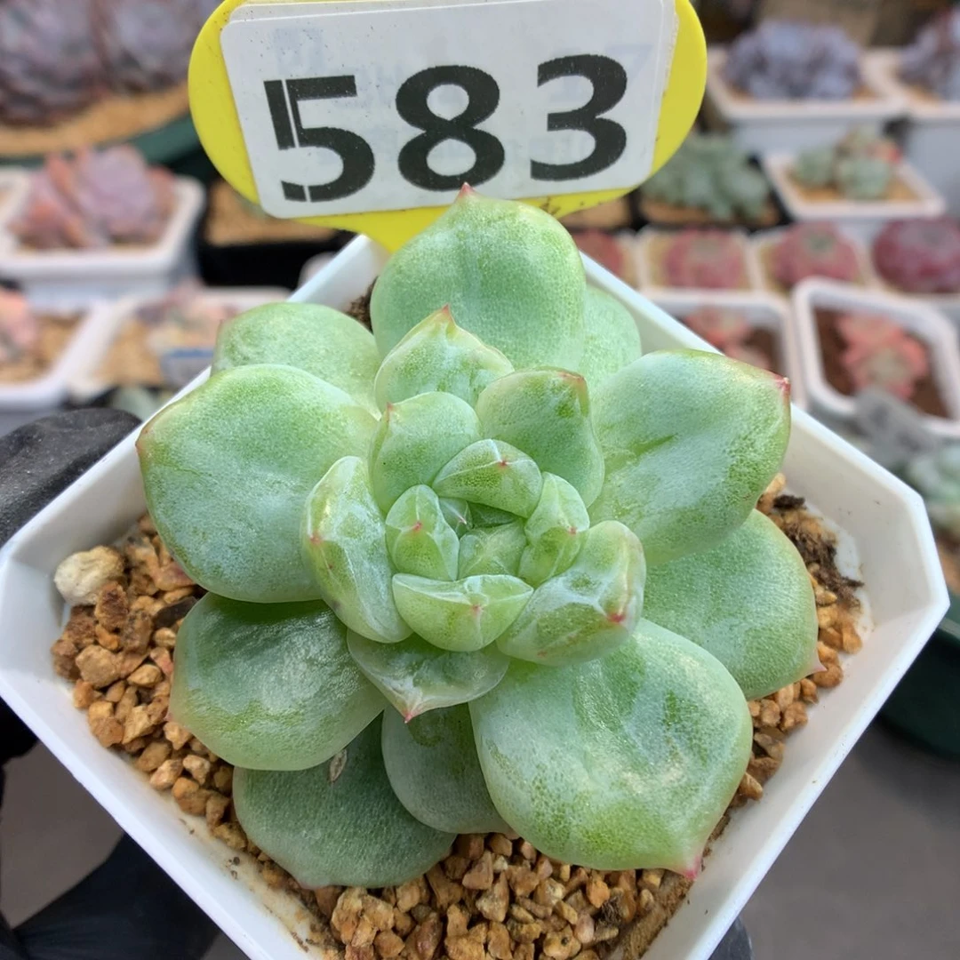 583 珍妮石化多肉