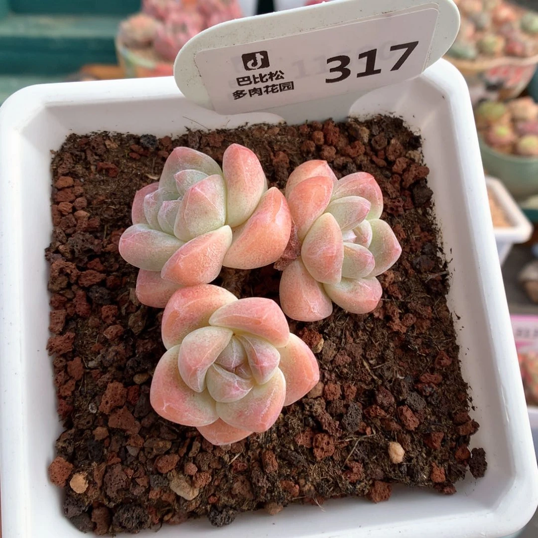 317三头奶油冰玉多肉植物