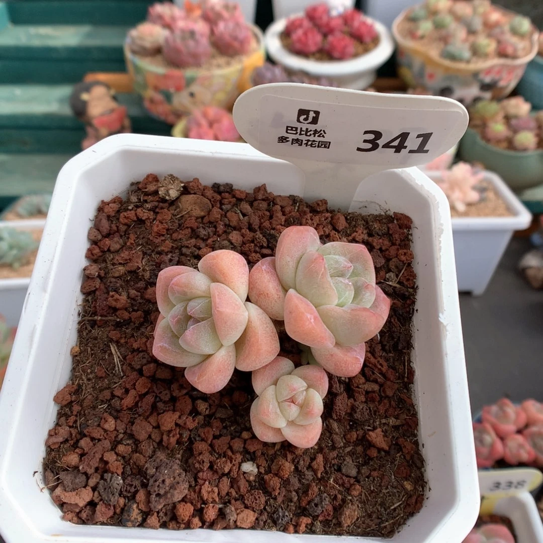 341三头奶油冰玉多肉植物