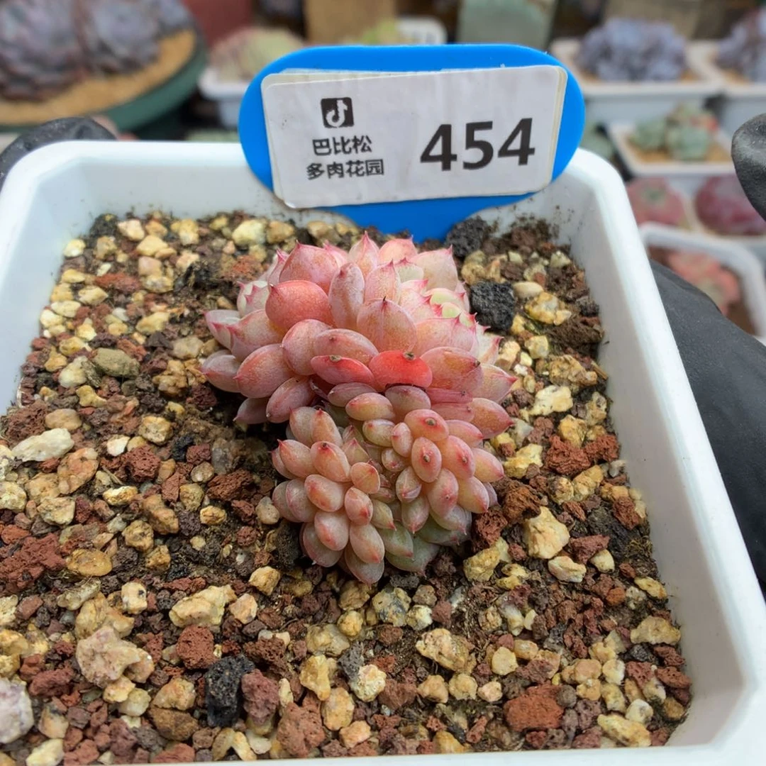454 白胖子缀 多肉