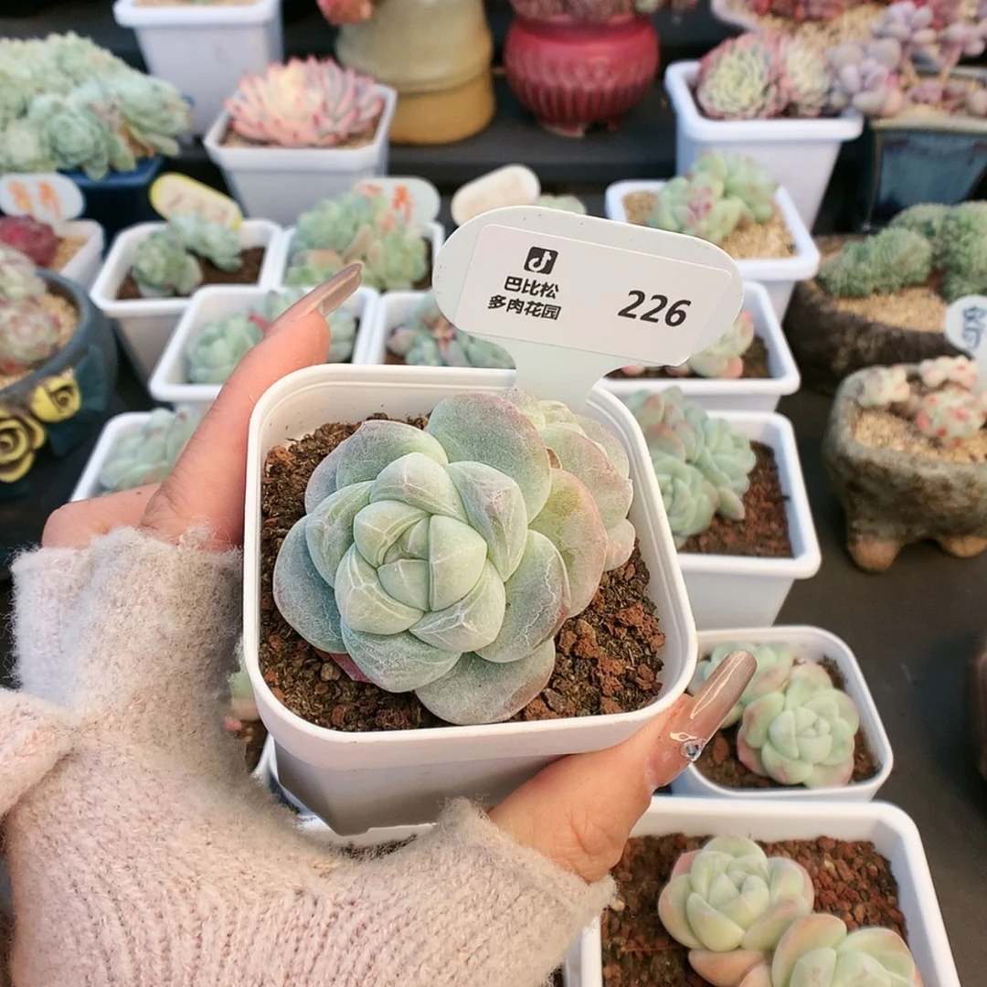 【闪购商品】M****?226冰玉