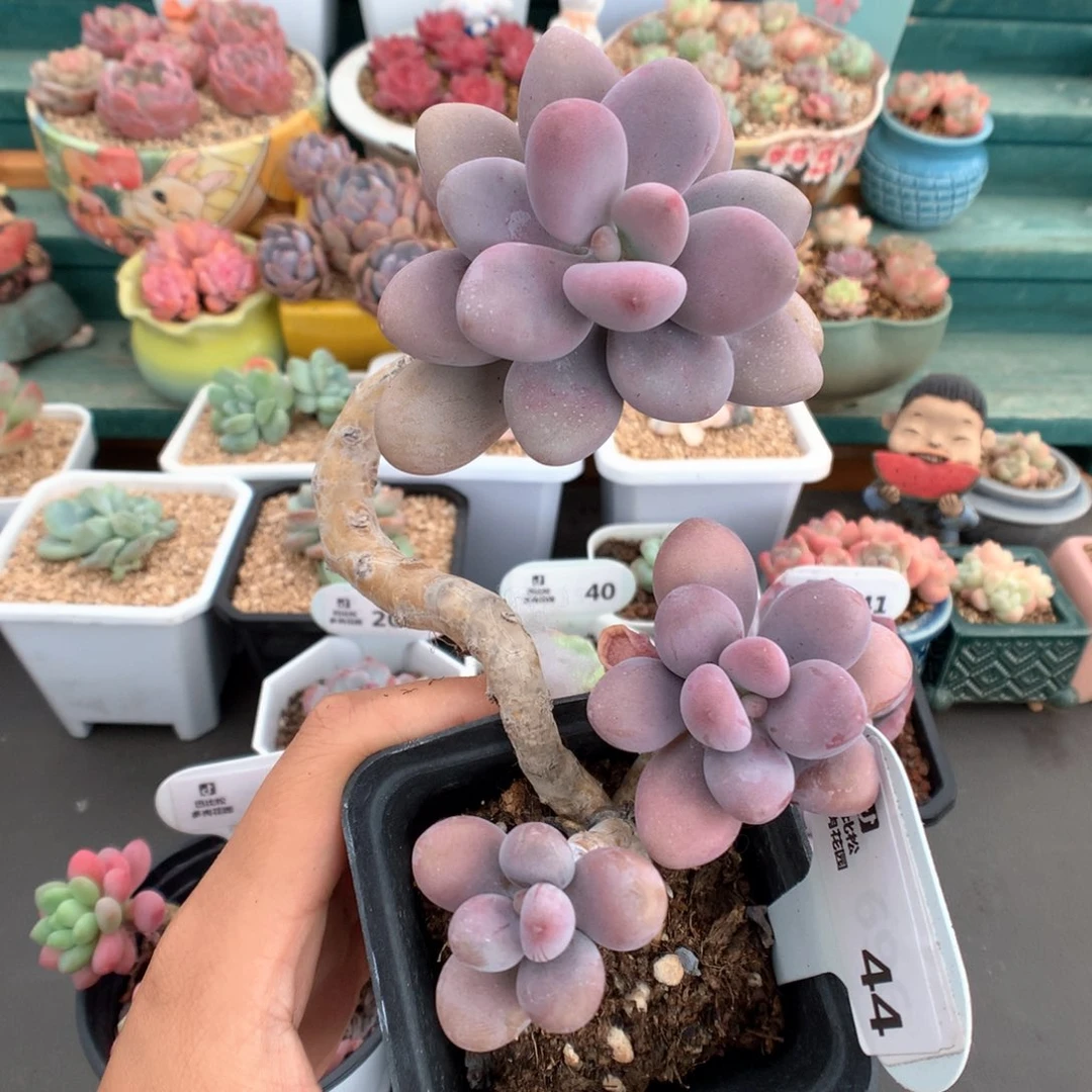 44粉粉桃蛋多肉植物