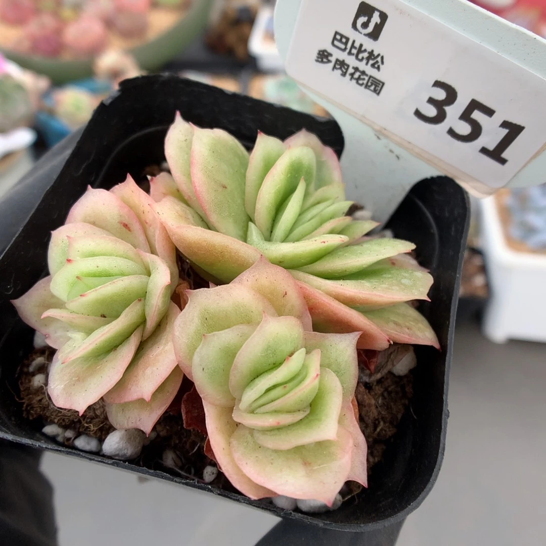 351 冰玫瑰锦 多肉