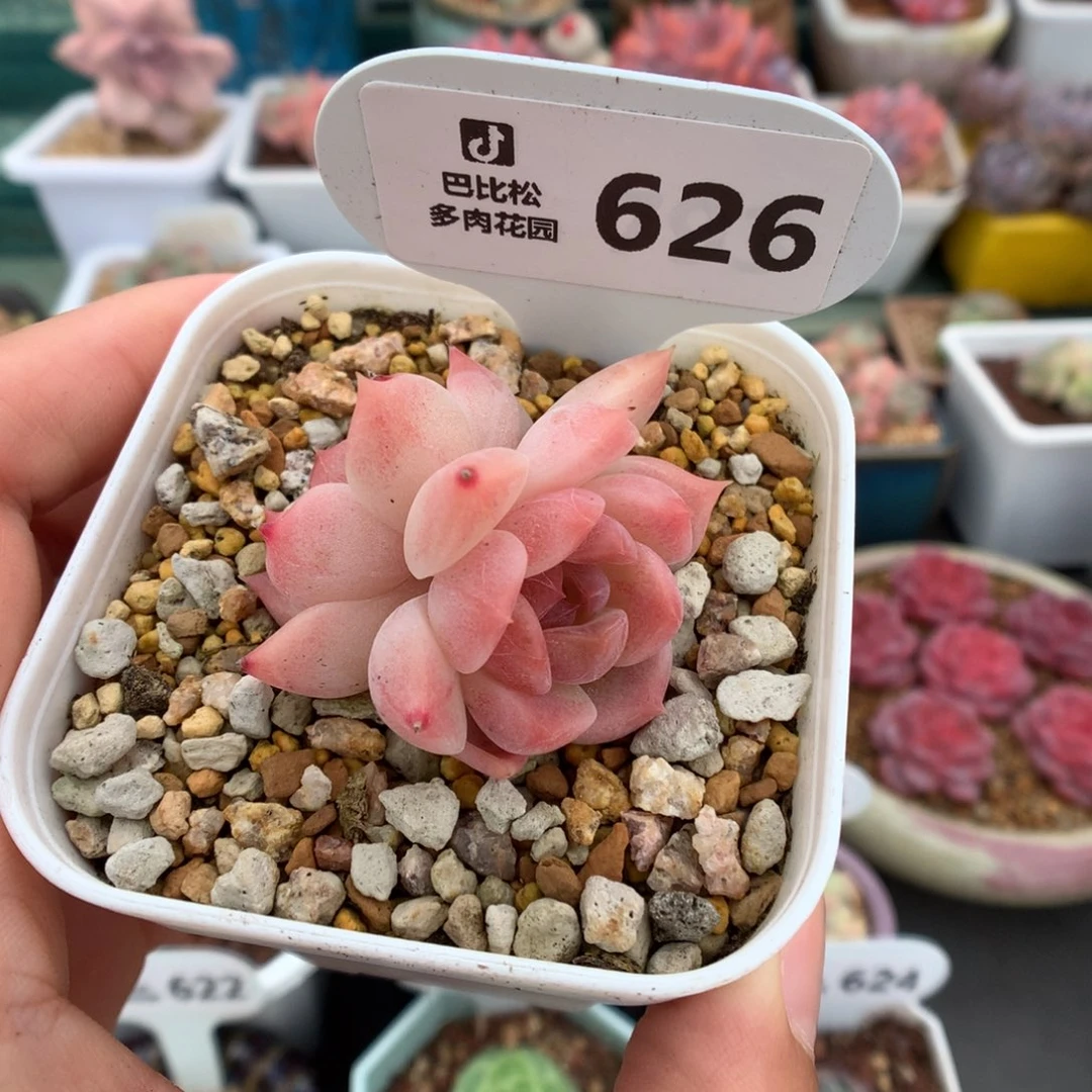 626双头冰魄多肉