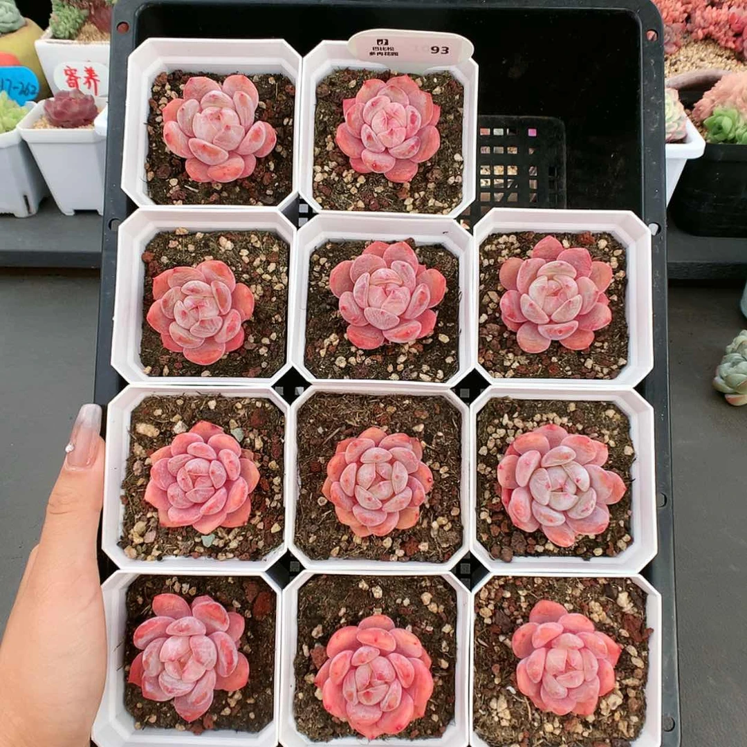 【闪购商品】93雪天使两颗