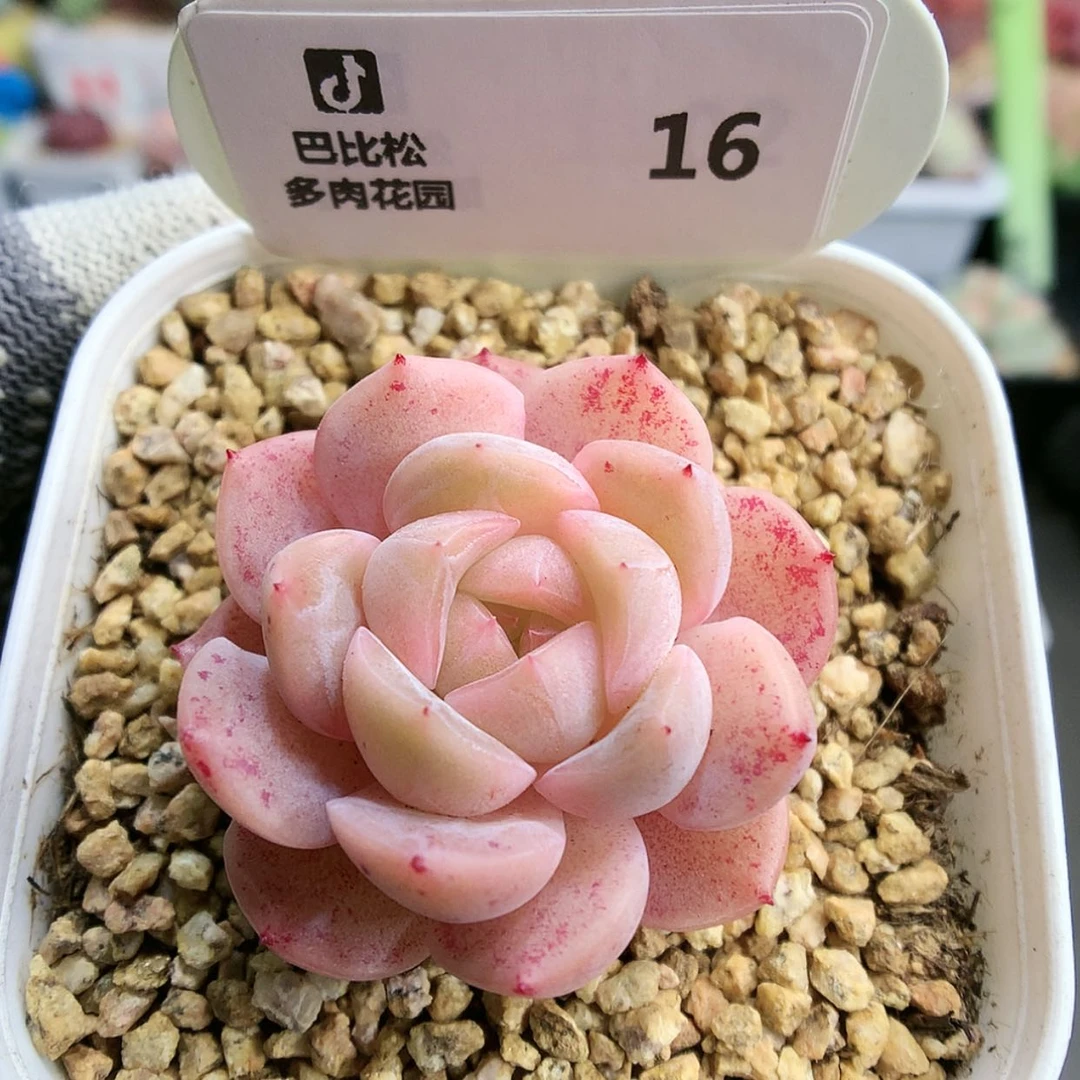 【闪购商品】16粉紫色糖心