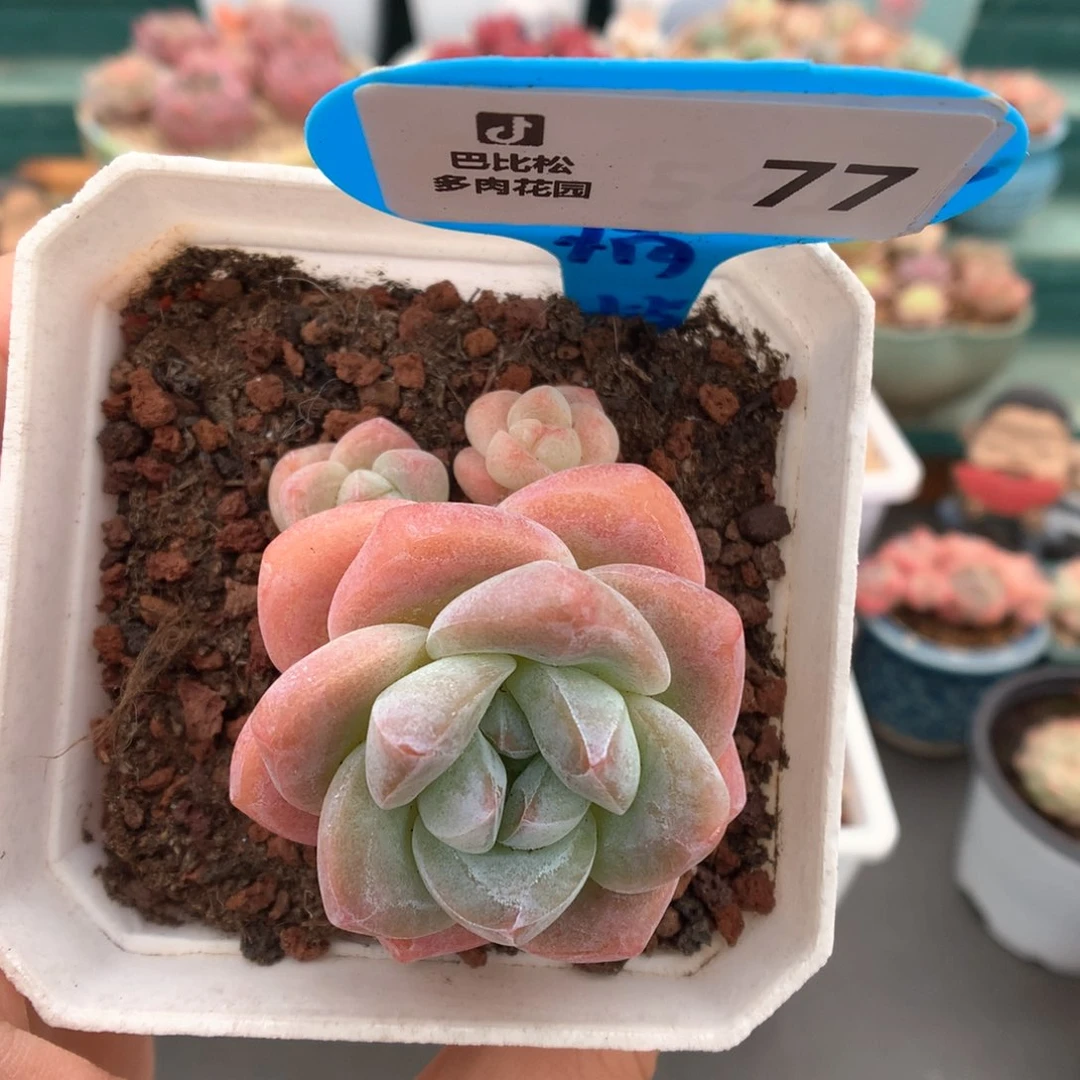 77三头草莓冰玉多肉植物