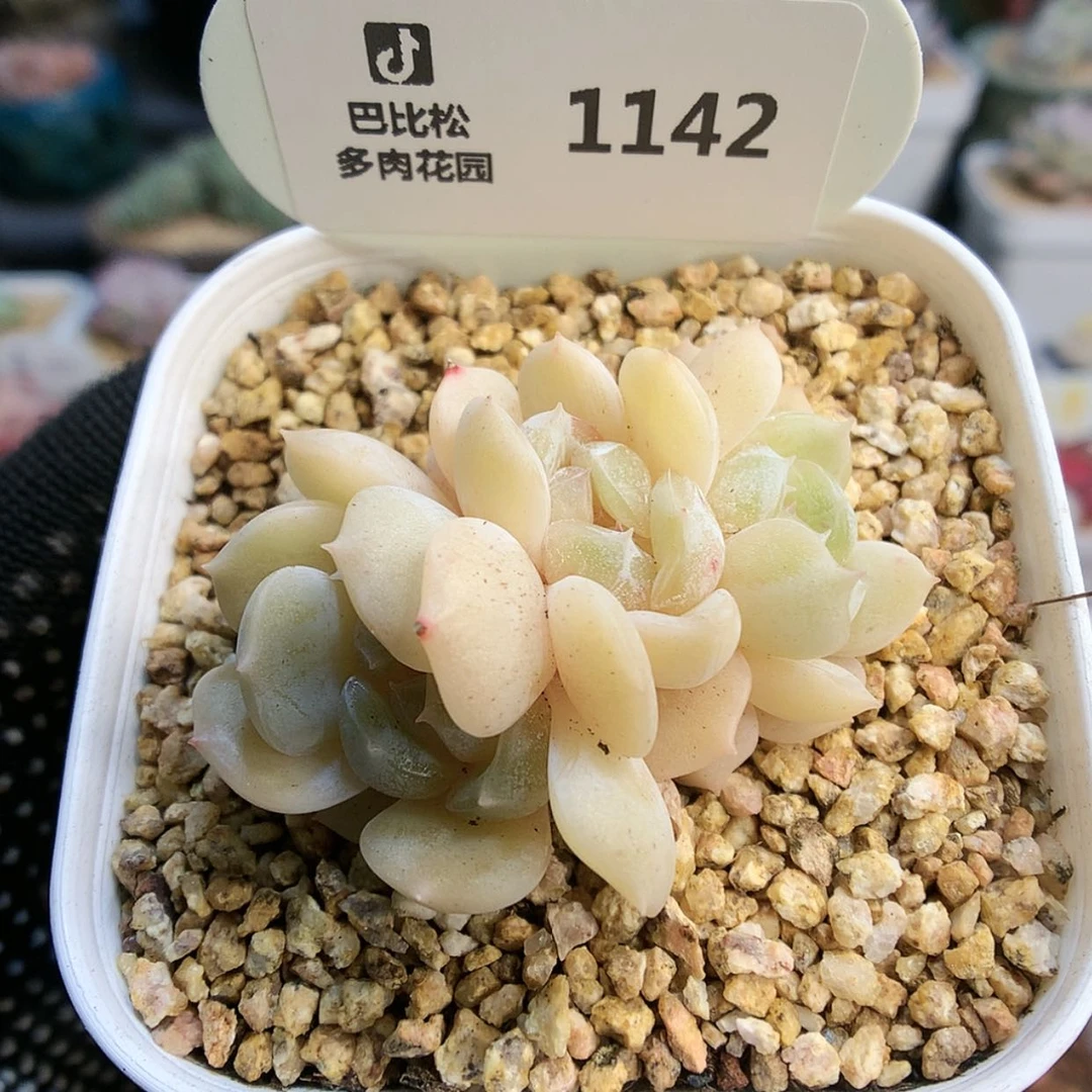 【闪购商品】萧*ᴿ1142白色恋人
