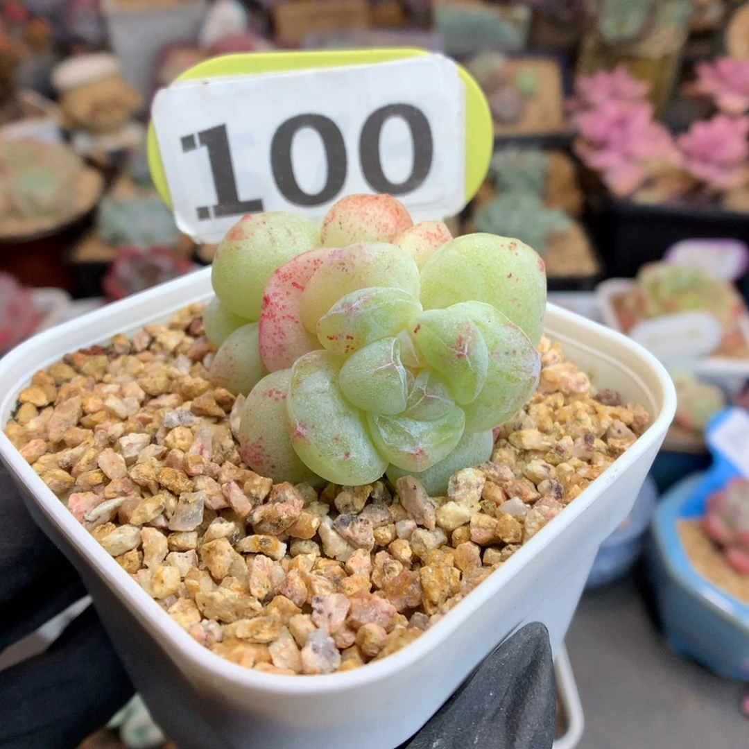 100 双头透心冰玉石化