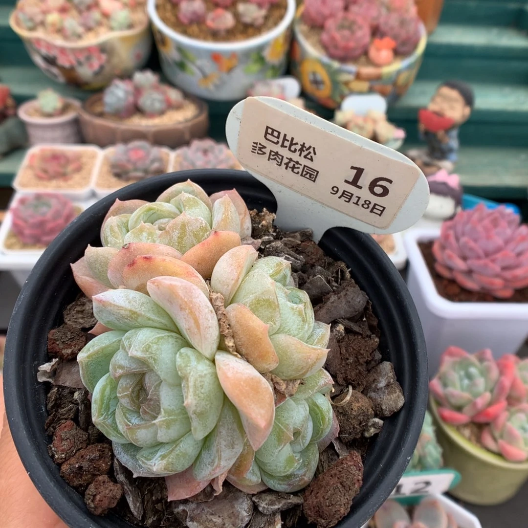 16四头胖虎群多肉植物