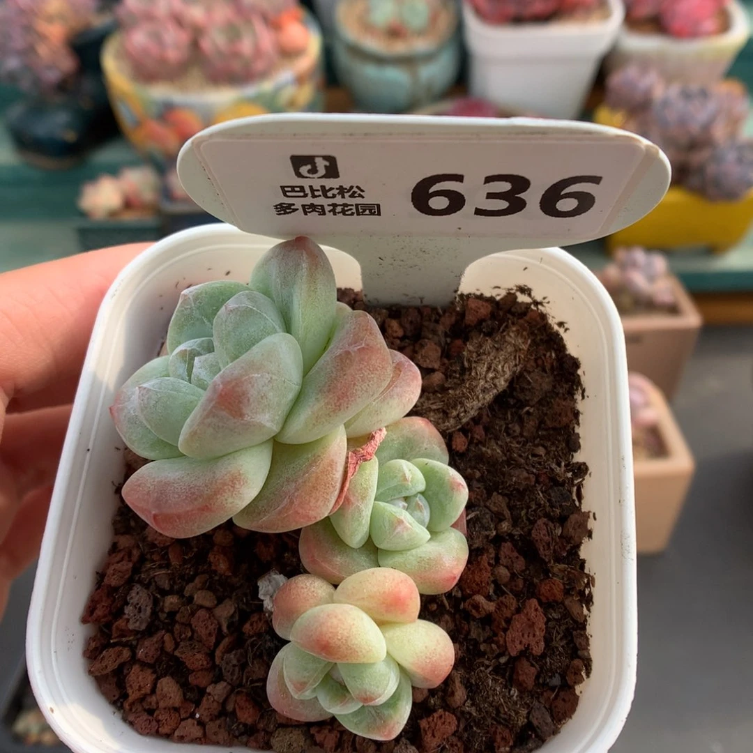 636三头琥珀冰玉多肉