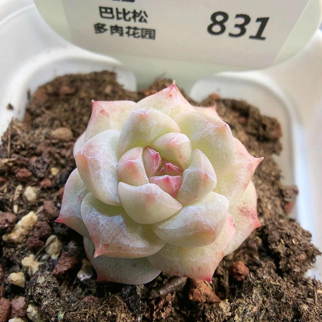 【闪购商品】831粉钻
