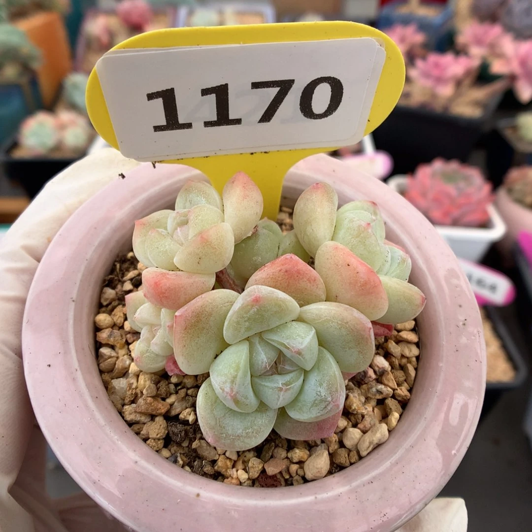 1170 白钻冰玉 多肉