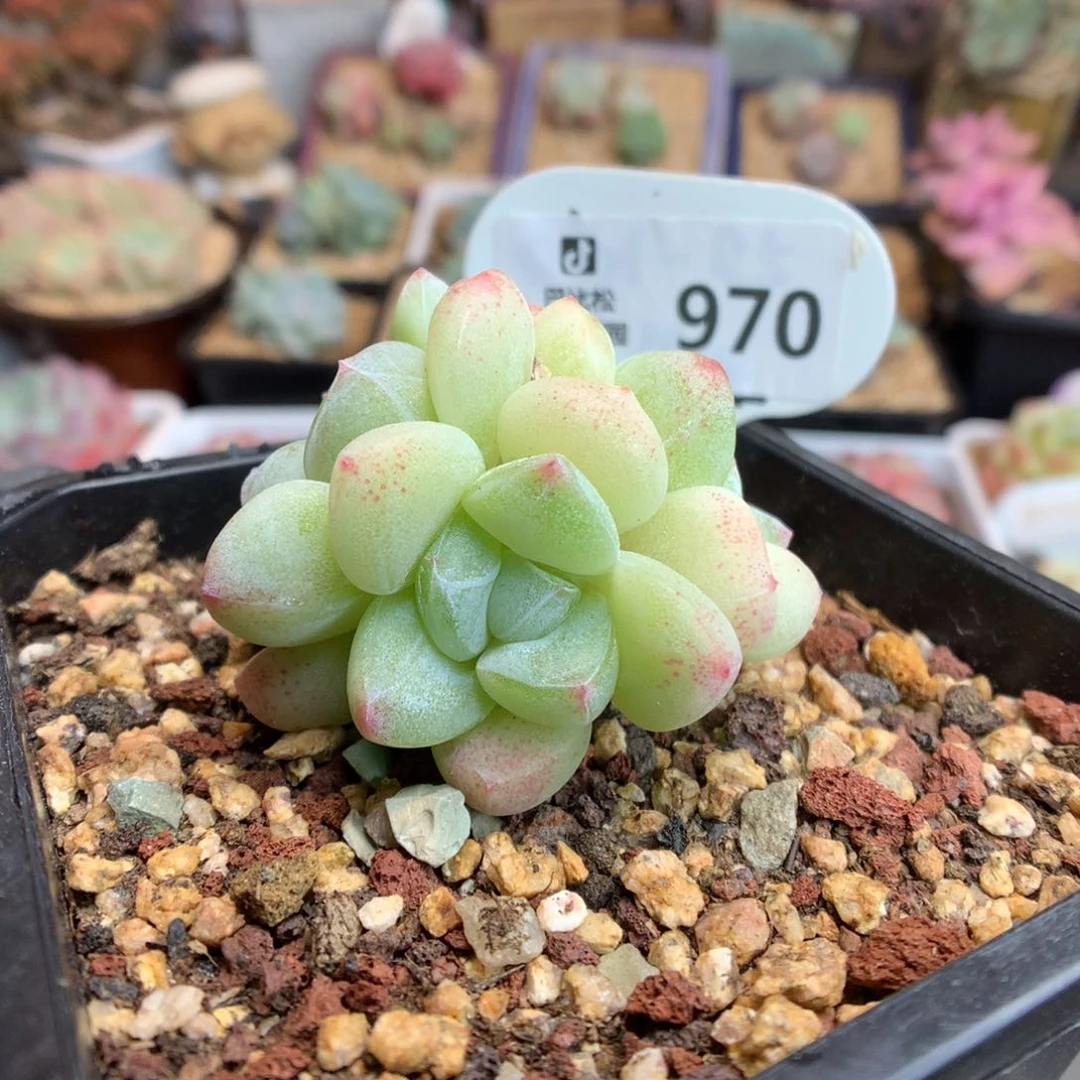 970 透心冰玉 多肉