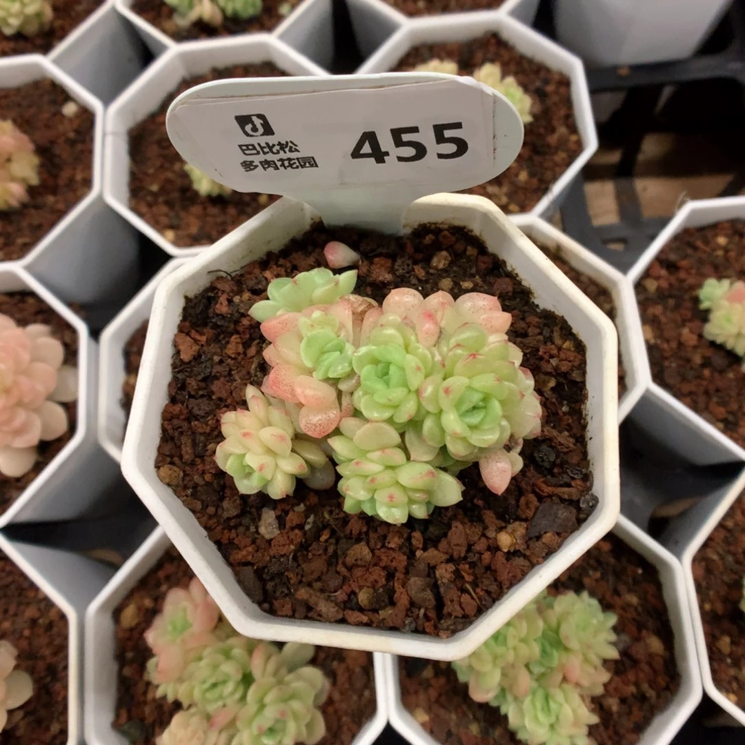 455 灯泡叶麦杆 多肉