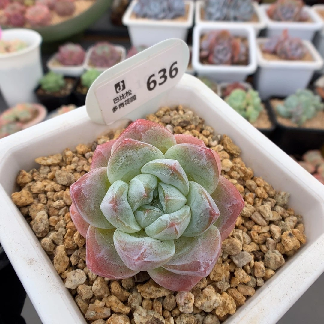 636 草莓冰玉 多肉