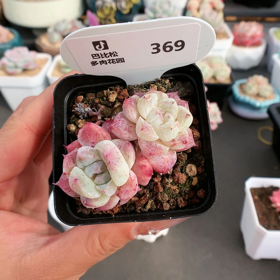 【闪购商品】369阿尔巴佳人石化多肉