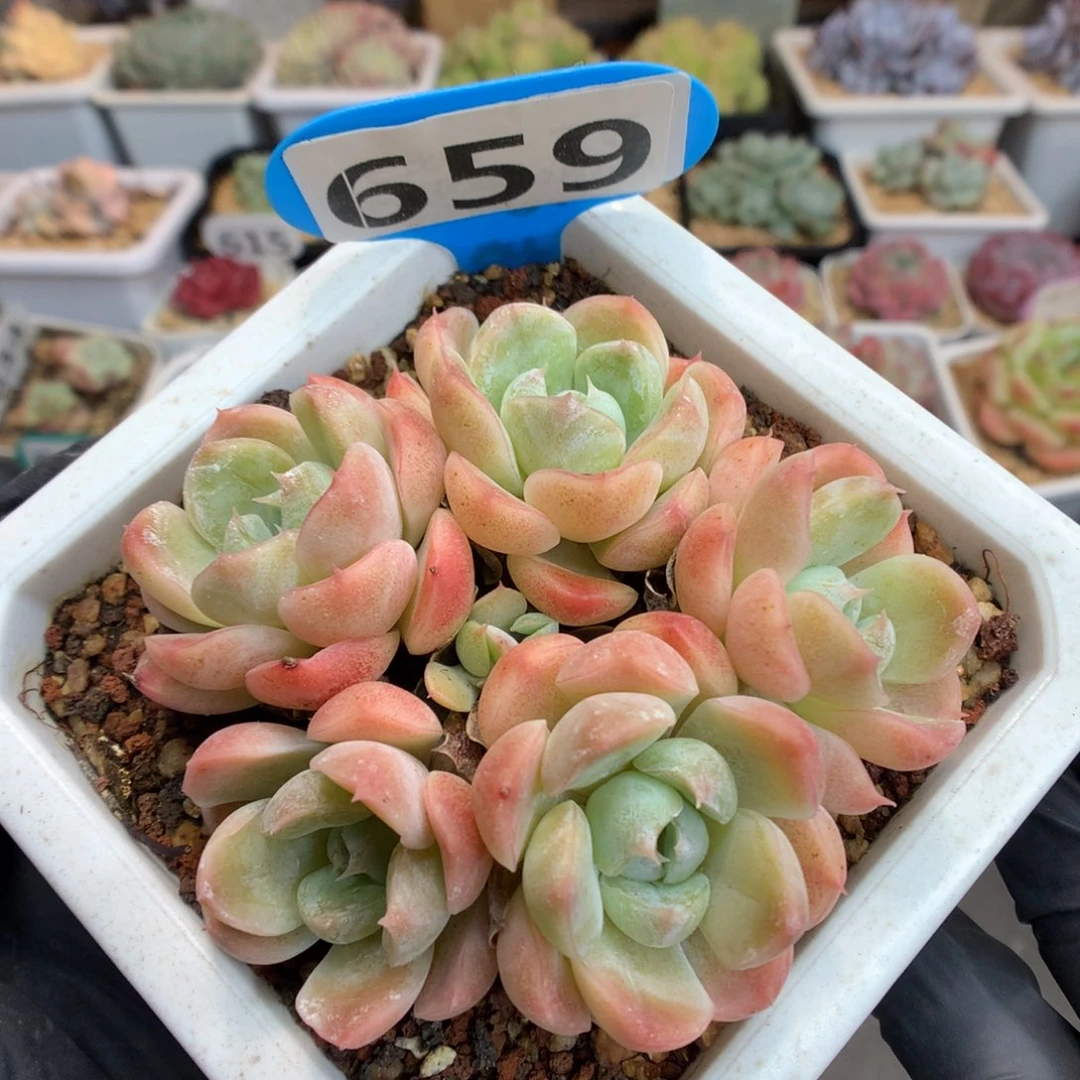 659 胖虎群 多肉