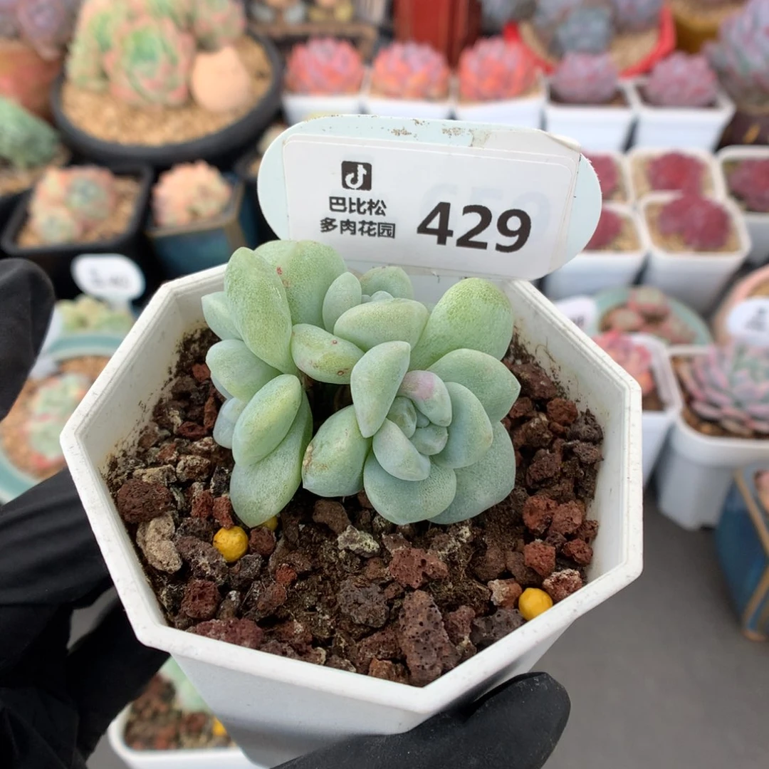 429 紫心冰玉石化